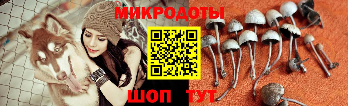 Псилоцибиновые грибы Cubensis Саянск